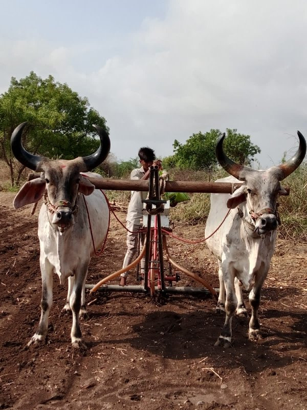 બળદ વેચવાના છે