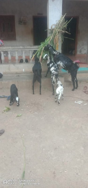 bakri vach vani...