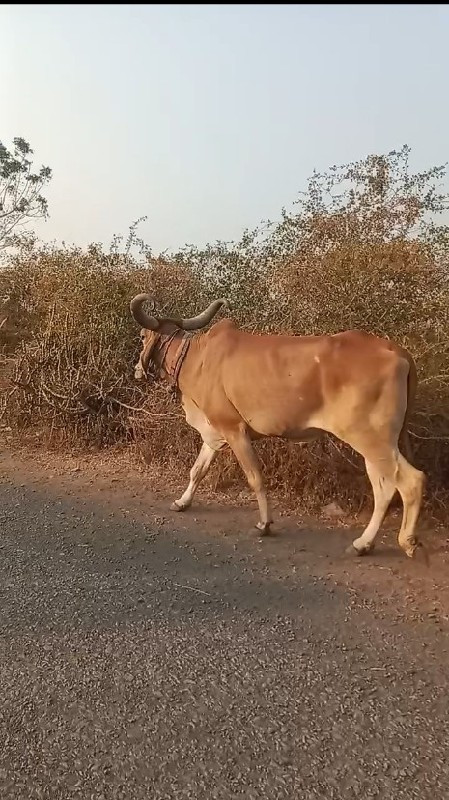 બળદ વેસવા નો છે