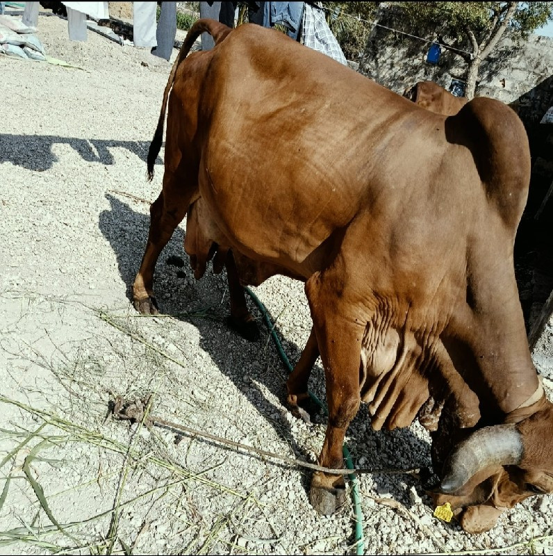 ગીર ગાય