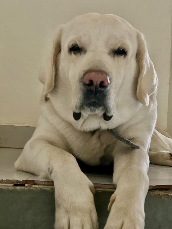 Labrador female