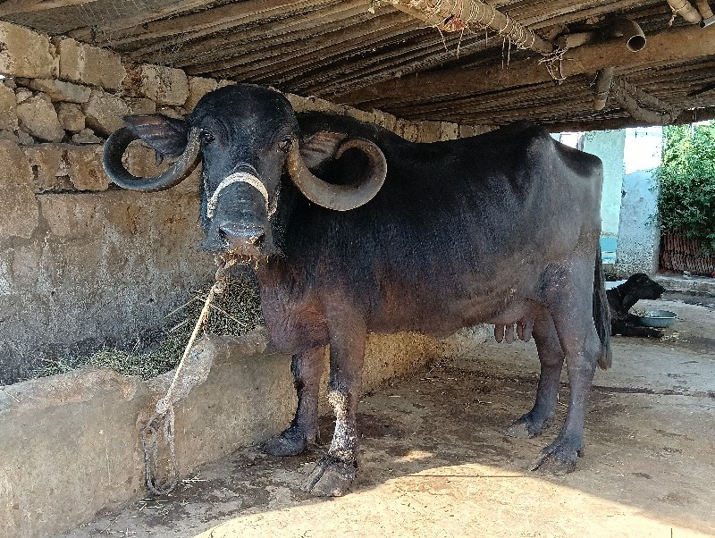 ભેશ‌ વેશવાનિ છે