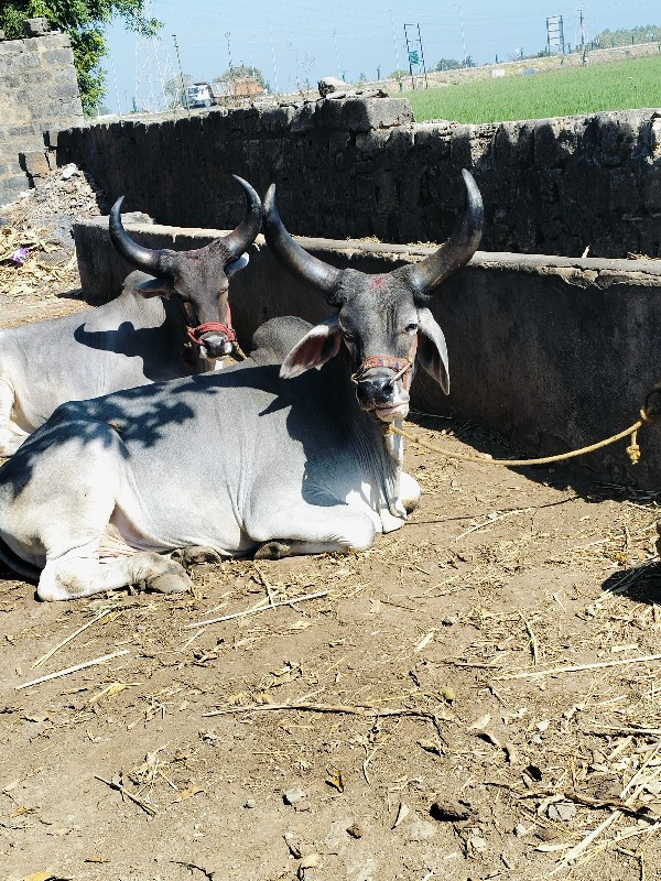 ગોડલા વેચવાના છ...