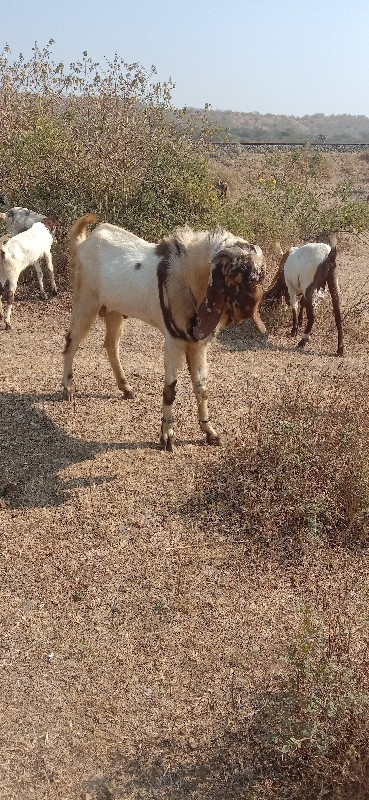 2, વરસ 3મહિના