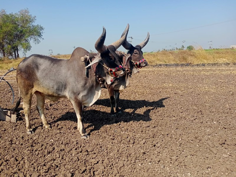 ગોઢલા વેચવાના છ...