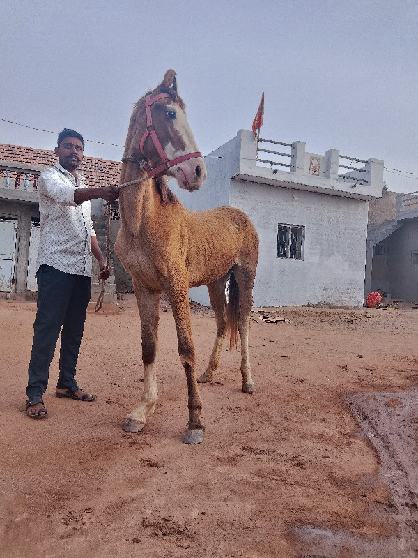 વશેરી 15 મહિનાન...