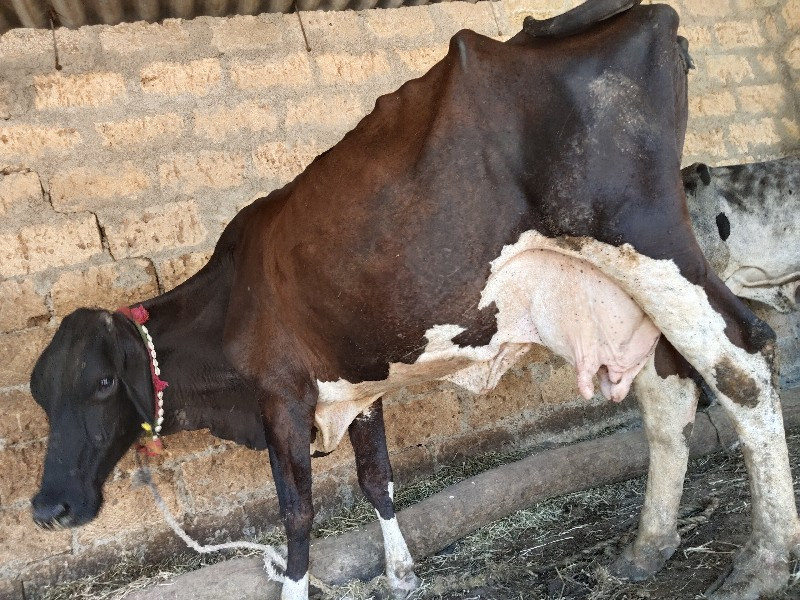 જર્સી ગીર ક્રોસ...