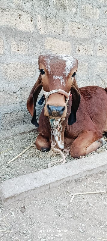 વાસડો વેચવાનો સ...