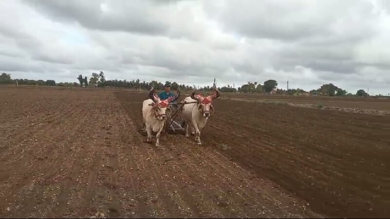 બળદ વેચવાના છે