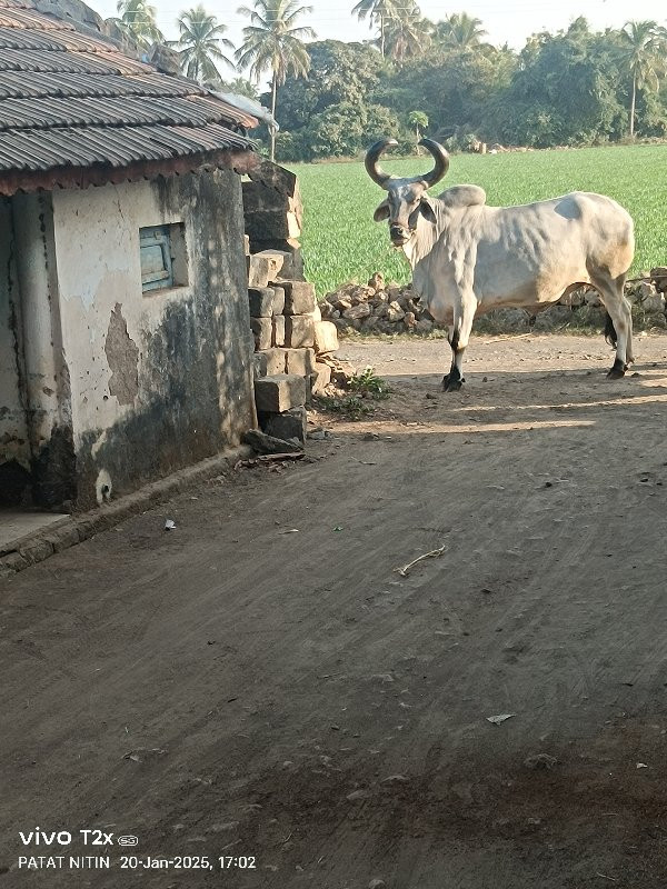 બળદ વેચવાનો છે