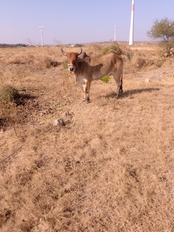 ચાલુ છે