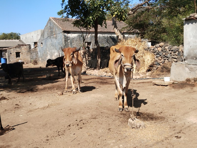 ગોઢલા વેચવાના છ...