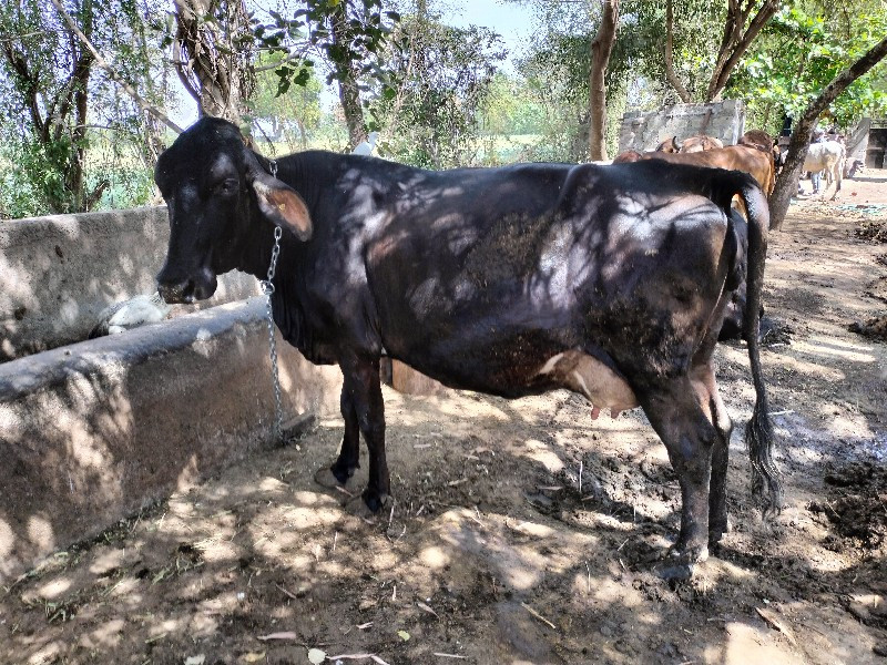 ગાય વેશવાનિશ