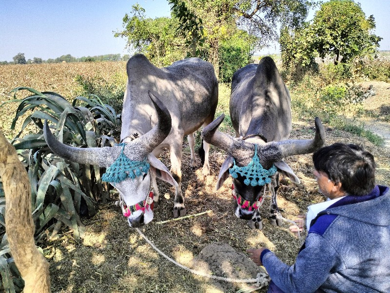 બળદ વેચવાના છે