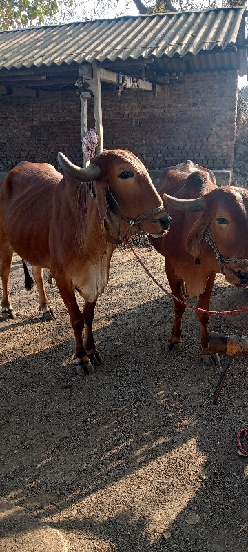 બલદ