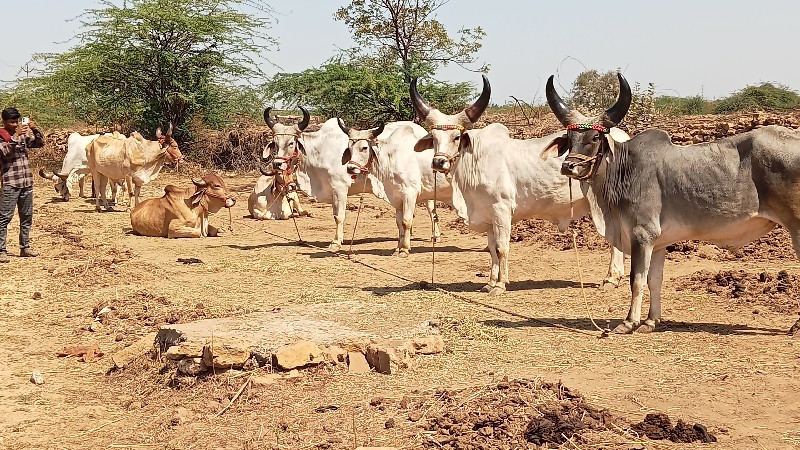 ઘોઘલા વેચવા ના...