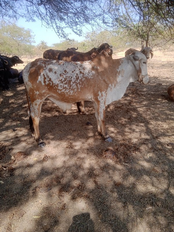 આવો ગોઠવો લેવા...