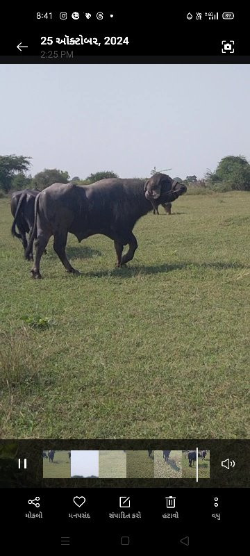 પાડો