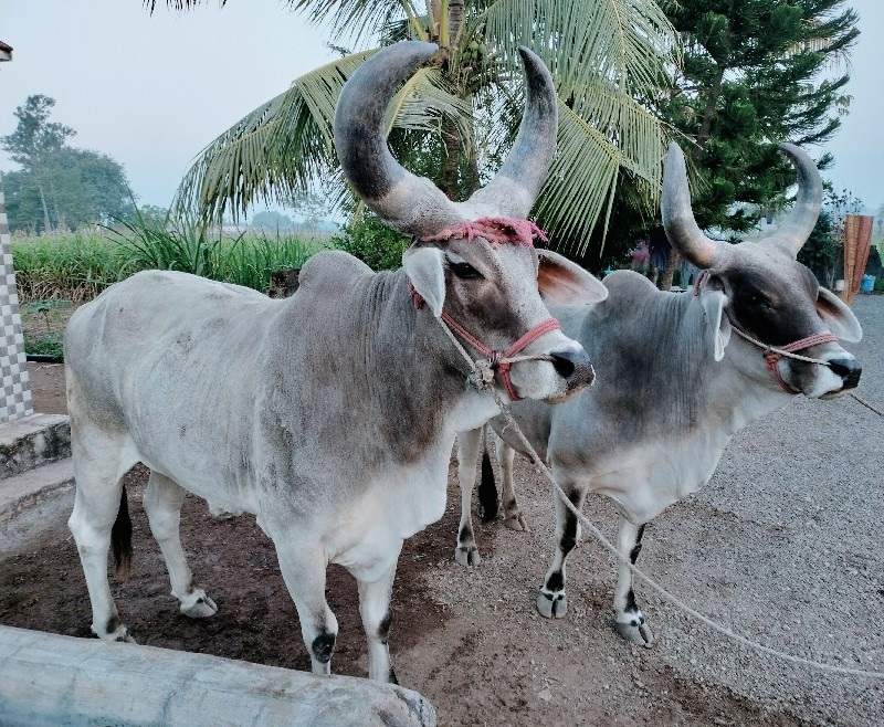 ધોરીળl ગોઢલા વે...