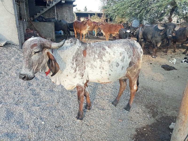 ગાય વેસવા નિશે