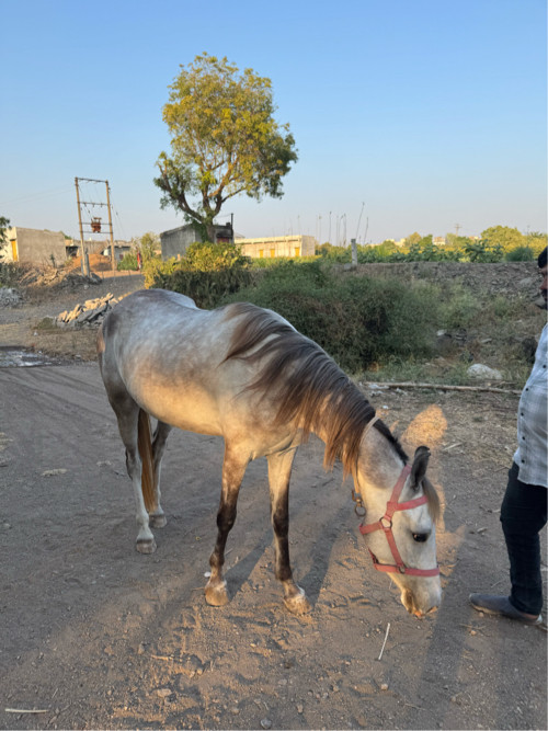 રોજી 9099318553