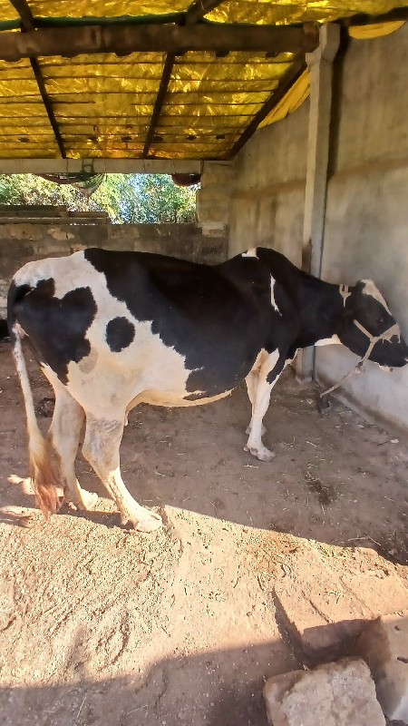 ગાય વેચવાની છે...