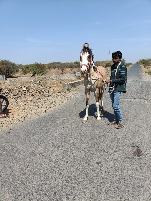 વછેરી ચાટપણકરવા...