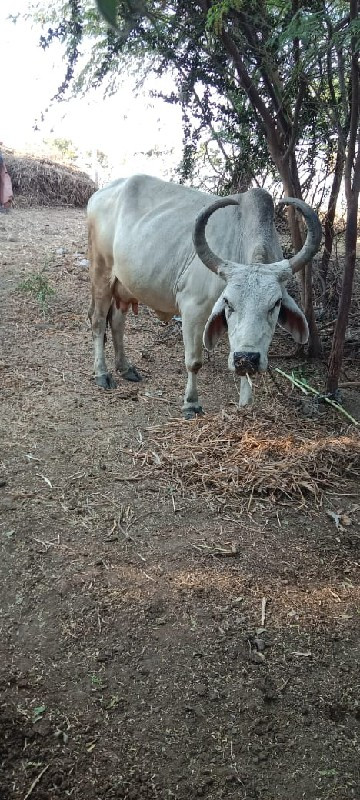 ધોળી ગાય આપવાની...