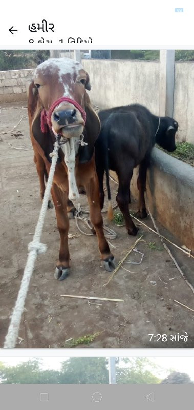 ગીર વાછડી વેસવા...