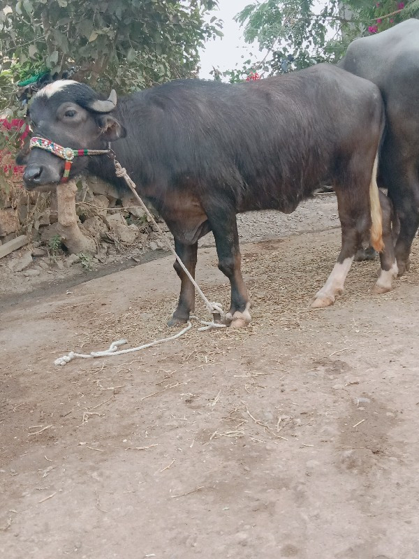 ખડેલી વેચવાની છ...