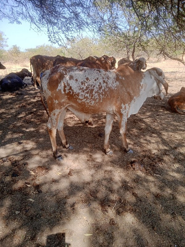 આવો ગોઠવો લેવા...