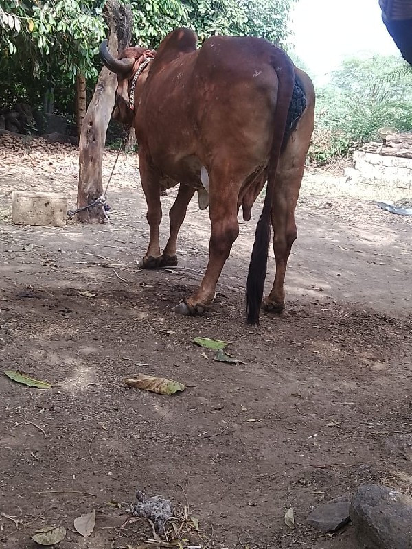 કુઢી ગીર ગાય વે...