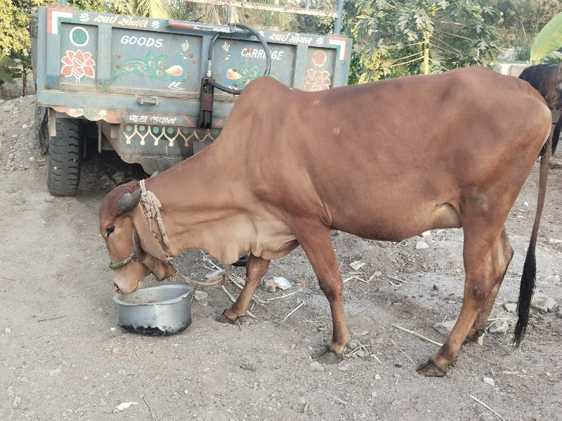 પેલુ વેતર