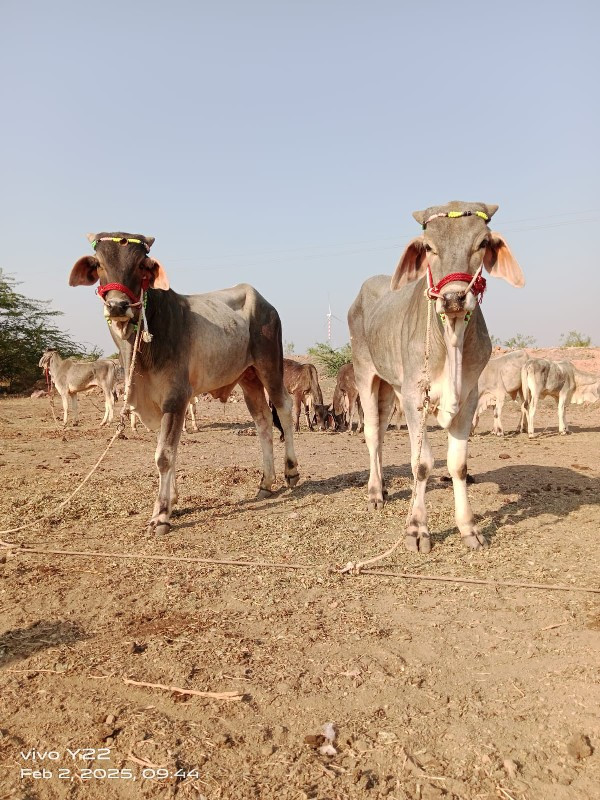 ગોઢલા વેચવાના છ...