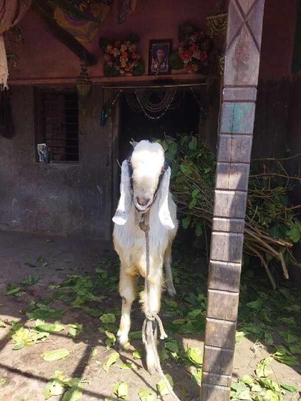 આ બકરો વેચવાનો...