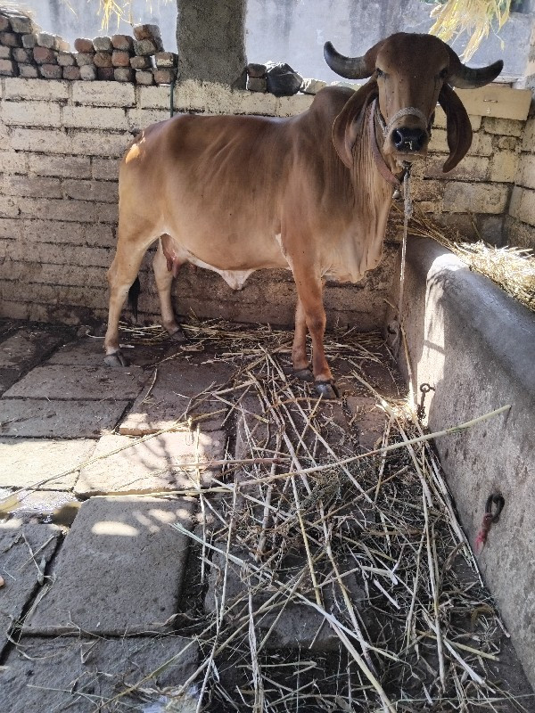 ગાય વેશ વાની છે...