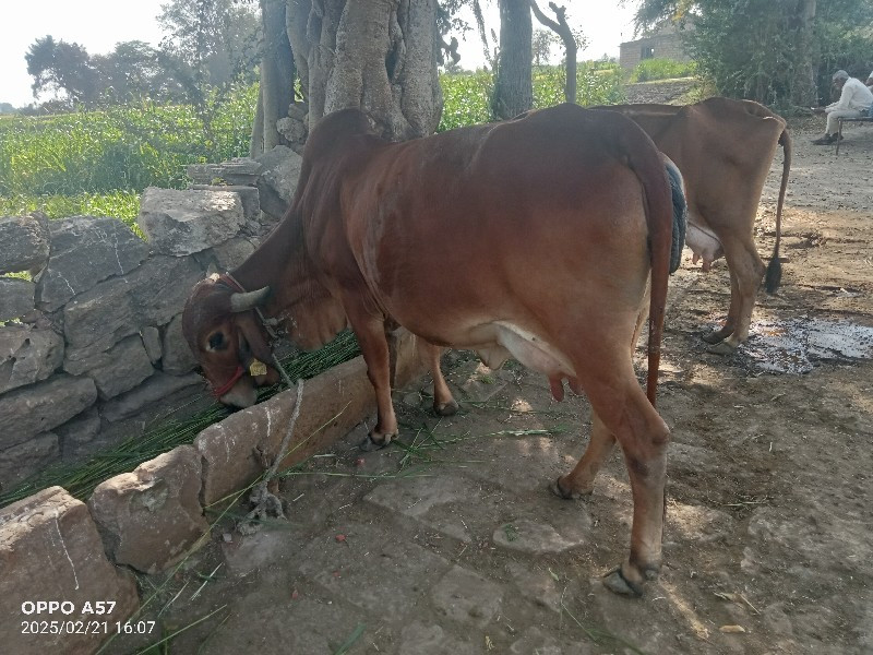 ગાય વેચવાની છે