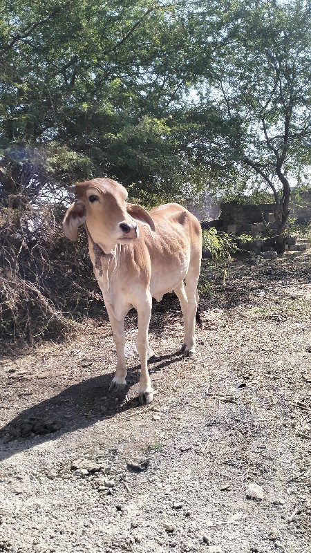 દેસી વાસળી વેચવ...