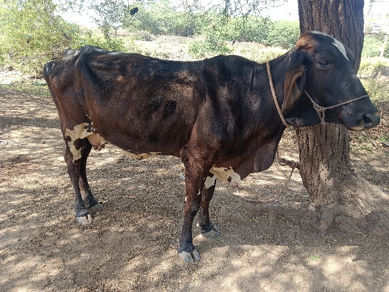 જર્સી ગાય વેચવા...