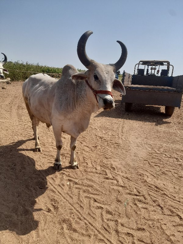 વેચવા નો છે