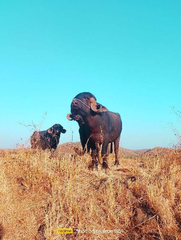 પાડો વેચવાનો છે