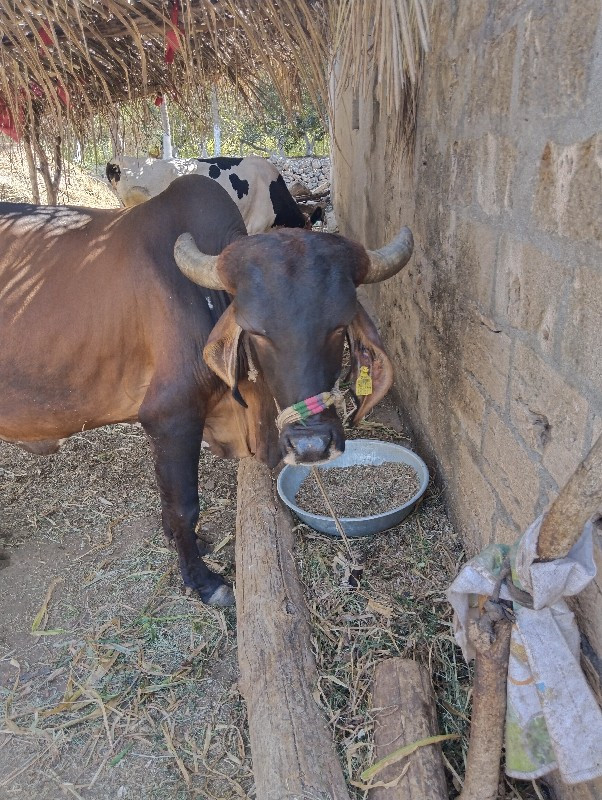 ગાય વેચવાની છે