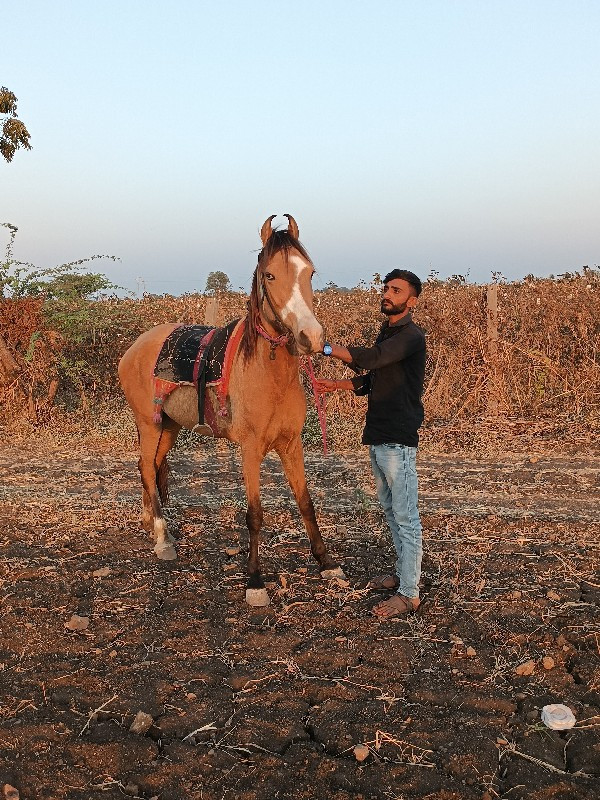 કાઠીયાવાડી ઘોડી