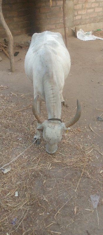 કનુ ભાઈ ખુમાણ