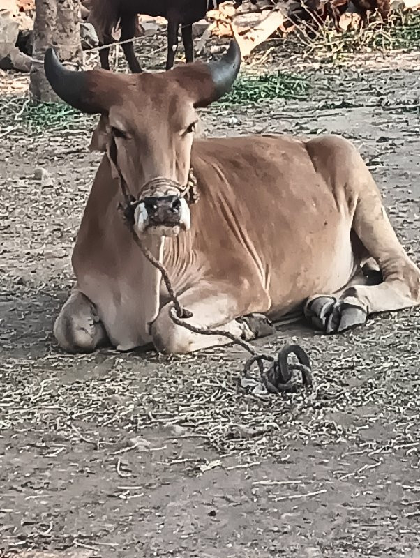 ગોઢલો   વેચવા ન...