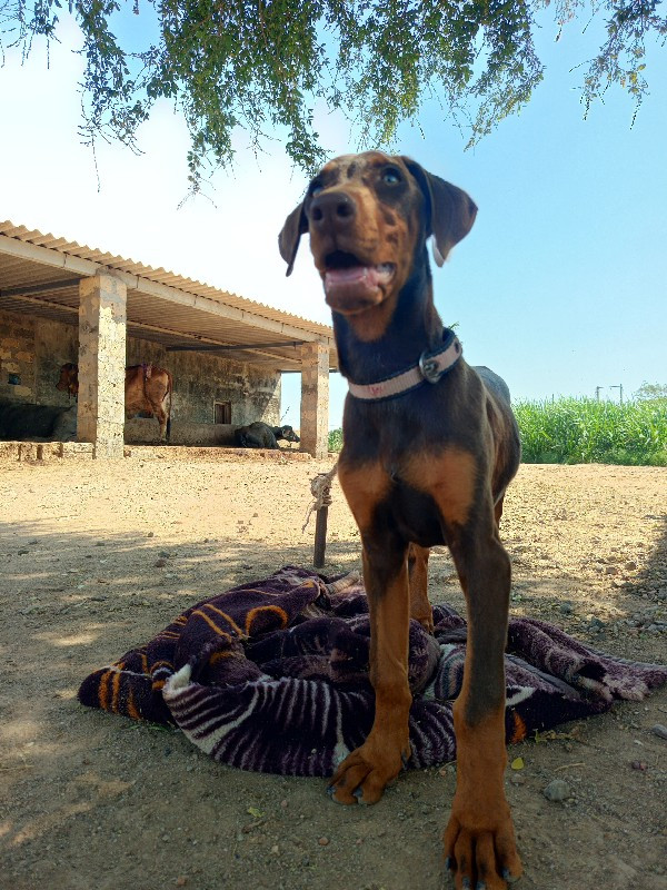 doberman femel...