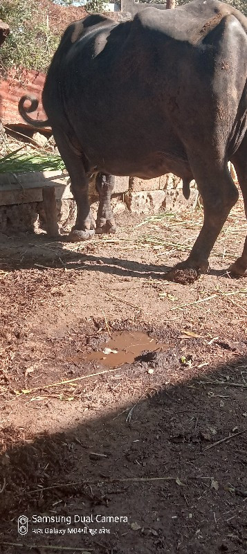 ભેશ વેચવાનીશે