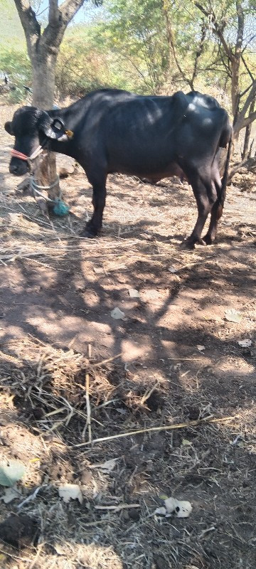 રાહુલ ભાઈ