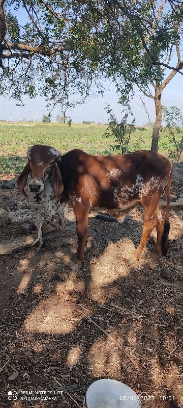 ધણ ખુટ