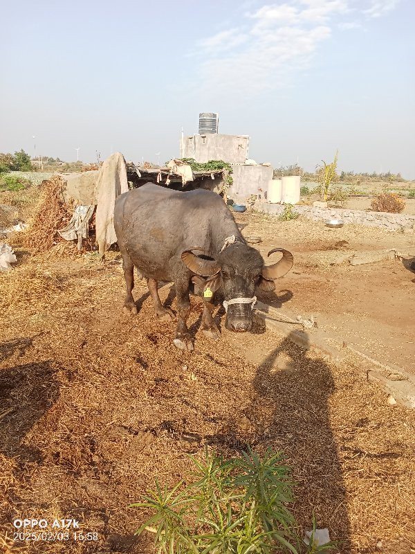 2. જુ વેતર વિયા...